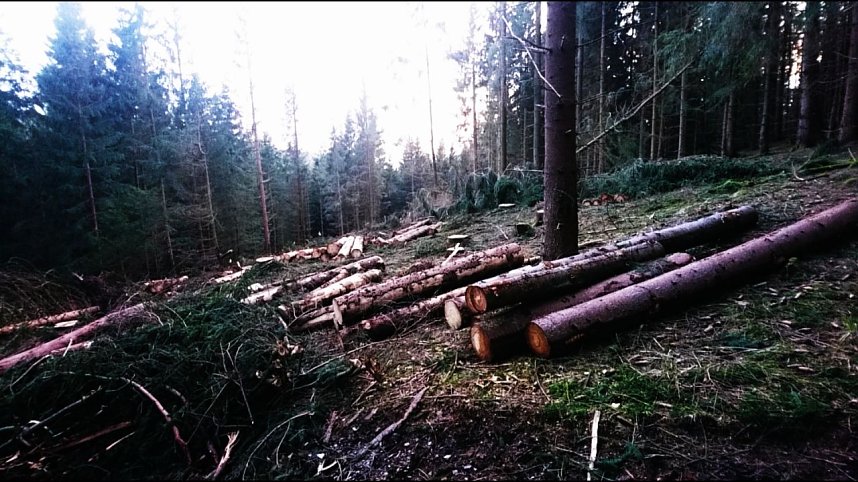 ...und still ruht der Wald...