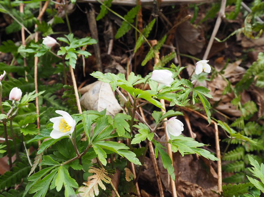 Der letzte Schnee und Vorboten des Fr&uuml;hlings