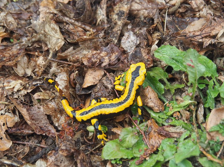 Der letzte Schnee und Vorboten des Fr&uuml;hlings