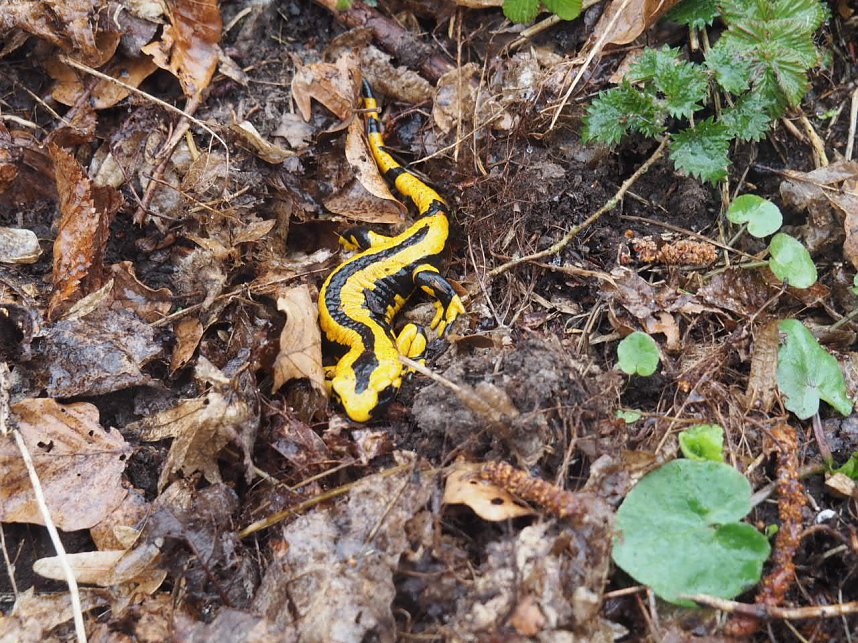 Der letzte Schnee und Vorboten des Fr&uuml;hlings