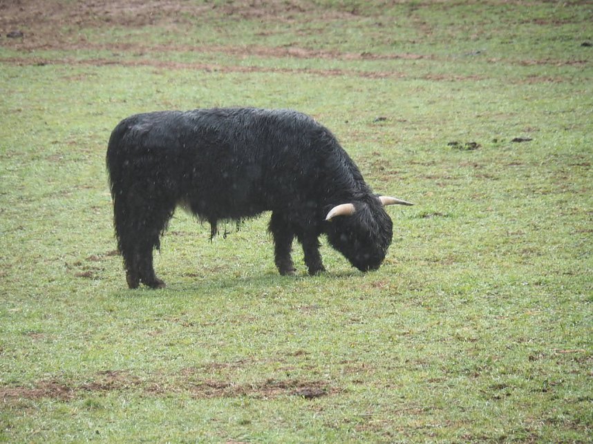 Der letzte Schnee und Vorboten des Fr&uuml;hlings