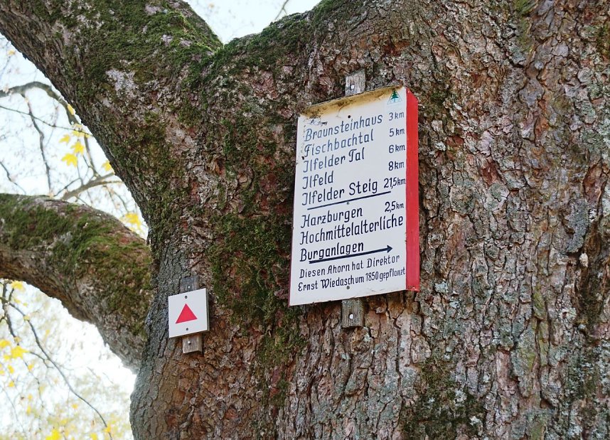 Im Ahornpark Ilfeld soll eine neue Sitzgruppe entstehen