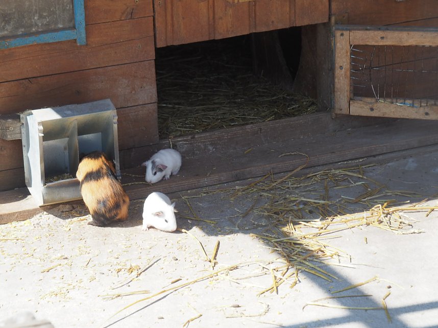 Besuch auf dem Possen