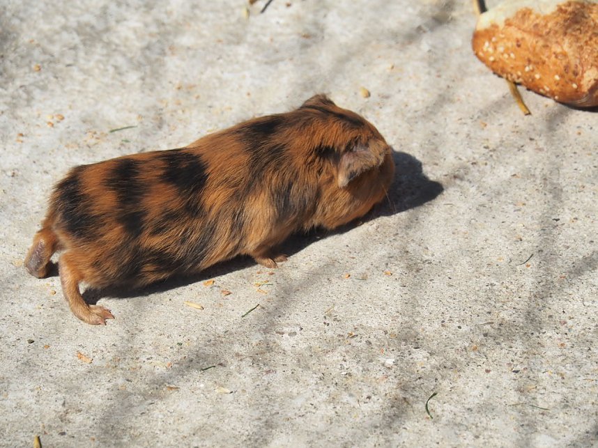 Besuch auf dem Possen