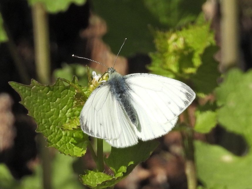 Peter Blei unterwegs an der Eisfelder Talm&uuml;hle