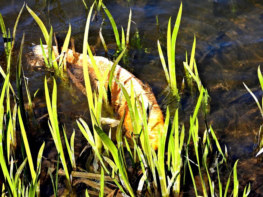 Peter Blei unterwegs am Neust&auml;dter Gondelteich