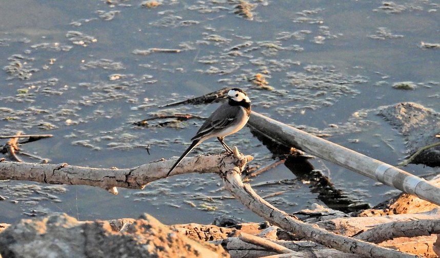 Peter Blei am Stausee Kelbra
