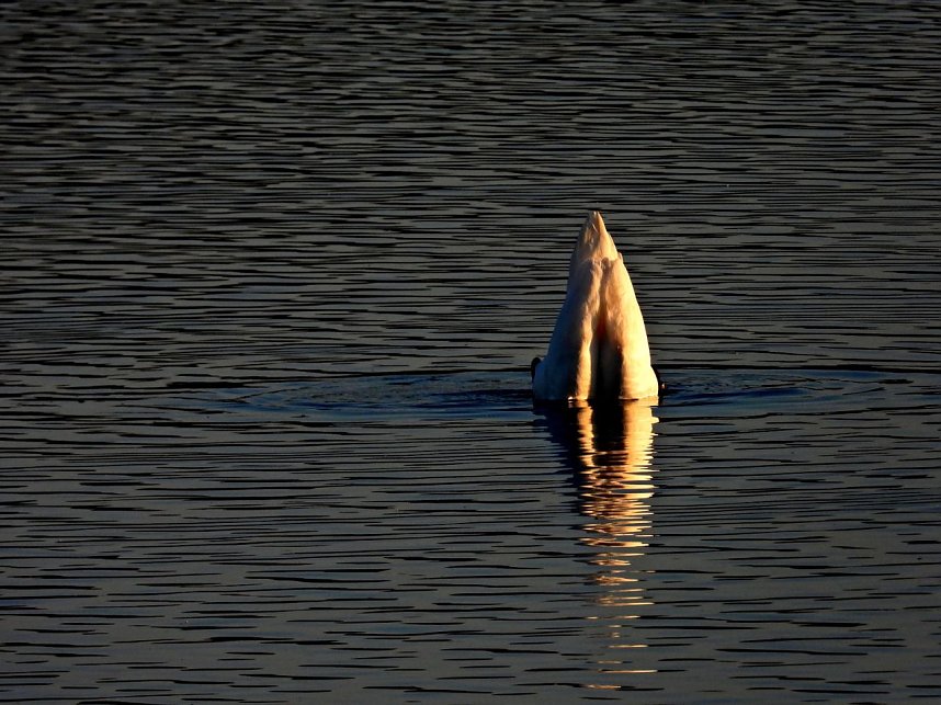 Peter Blei am Stausee Kelbra