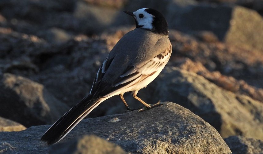 Peter Blei am Stausee Kelbra