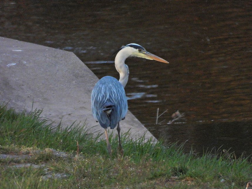 Peter Blei am Stausee Kelbra