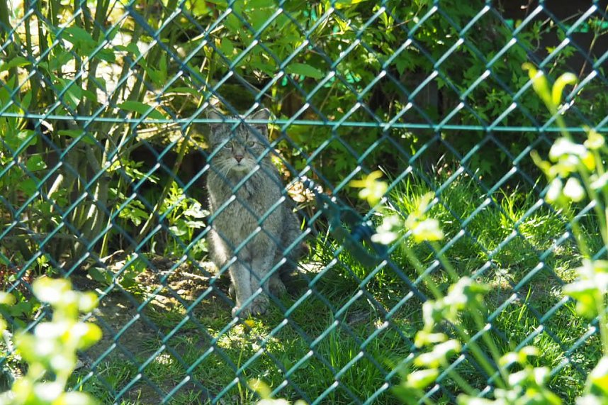 Auf dem Baumkronenpfad