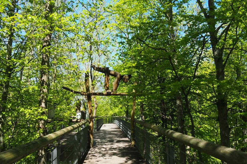 Auf dem Baumkronenpfad