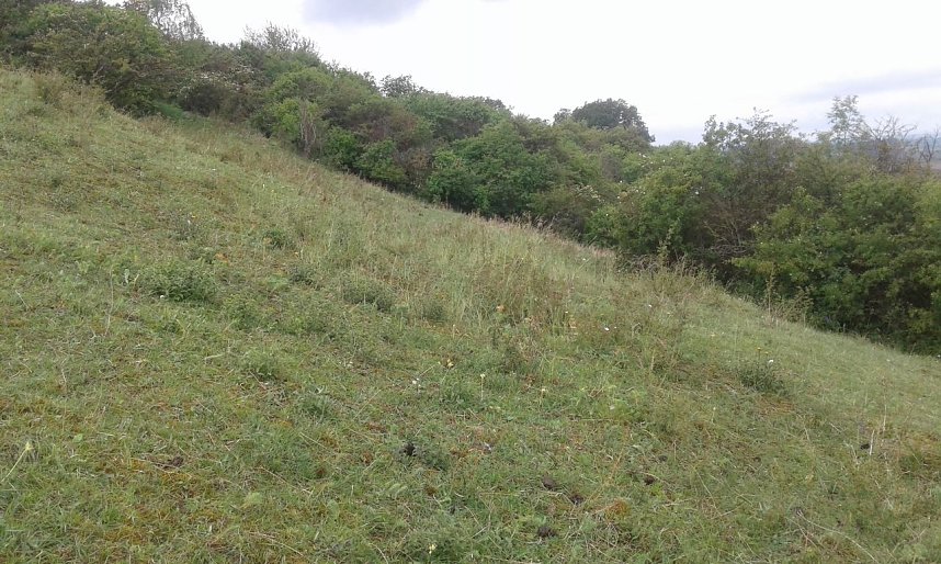 Teils abgefressene Pflanzen des Brand-Knabenkrautes, vom w&auml;hrend der Bl&uuml;tezeit der Orchidee beweideten Wuchsort