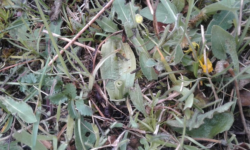 Teils abgefressene Pflanzen des Brand-Knabenkrautes, vom w&auml;hrend der Bl&uuml;tezeit der Orchidee beweideten Wuchsort