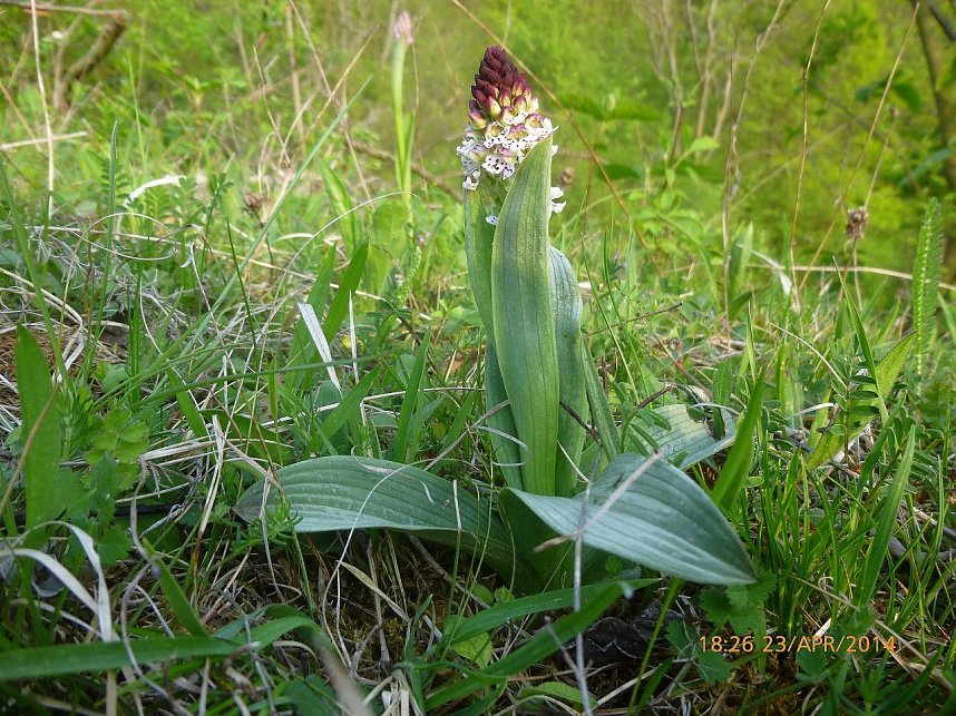 Foto vom Mai 2014 mit einer bl&uuml;henden, nicht abgefressenen Pflanze