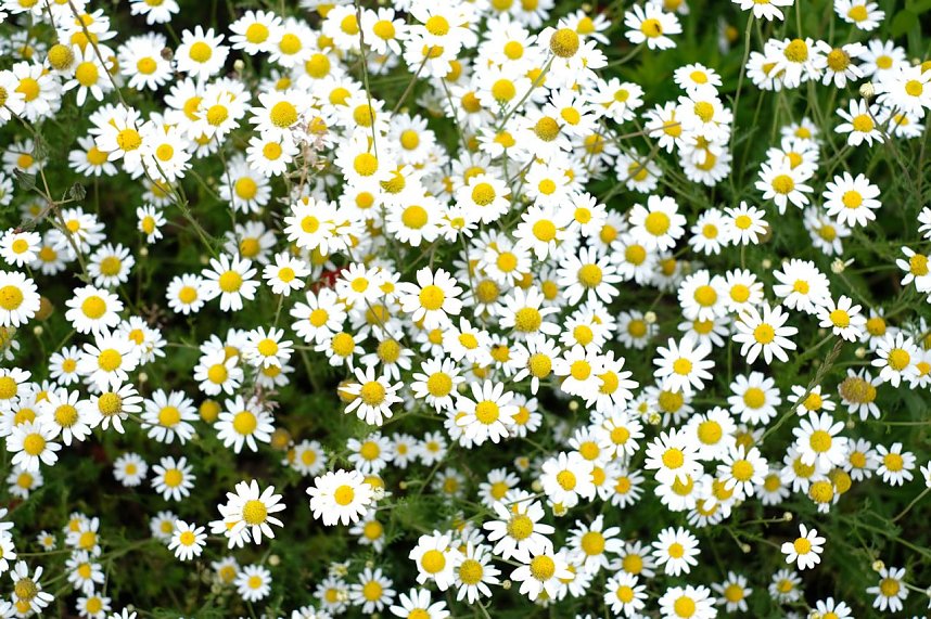 Impressionen vom Petersberg