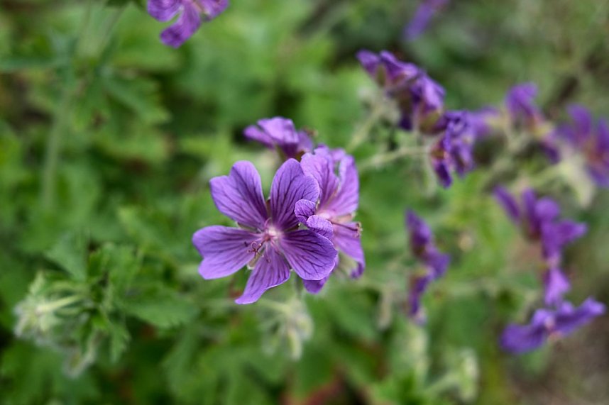 Impressionen vom Petersberg