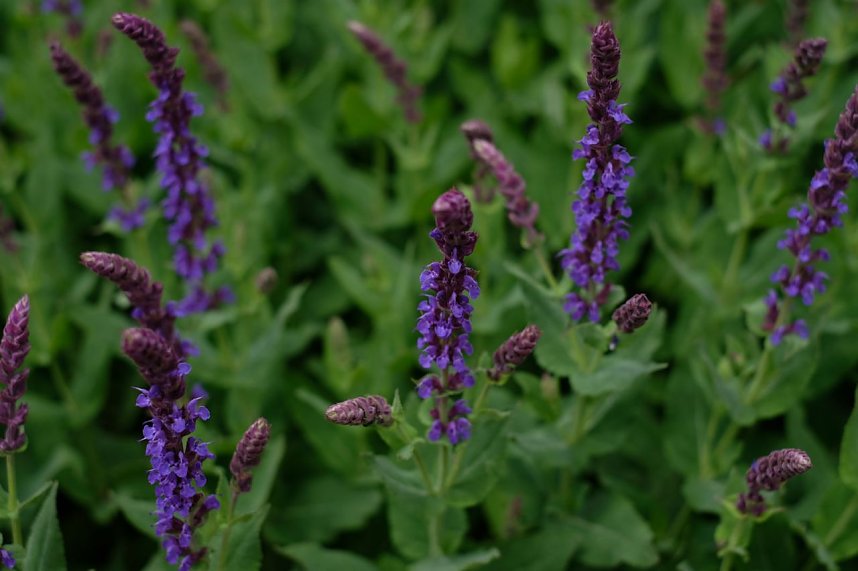 Impressionen vom Petersberg