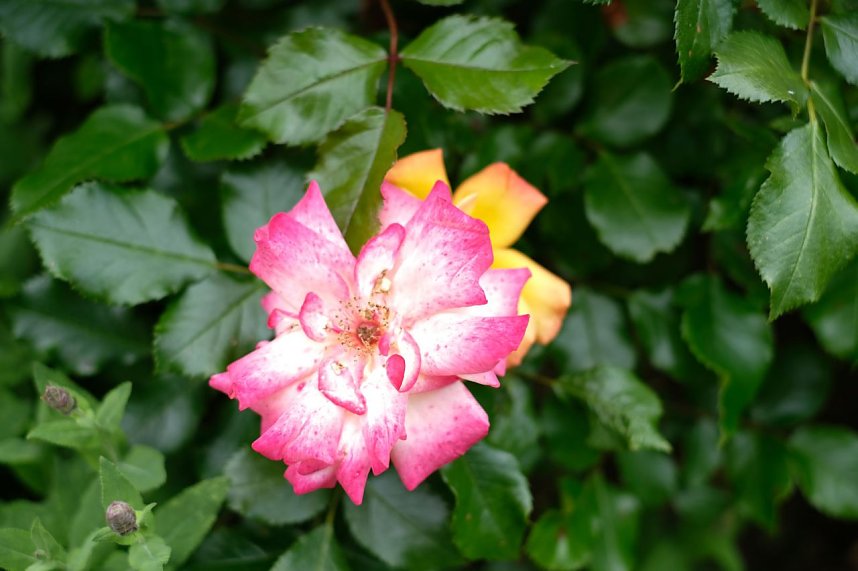 Impressionen vom Petersberg