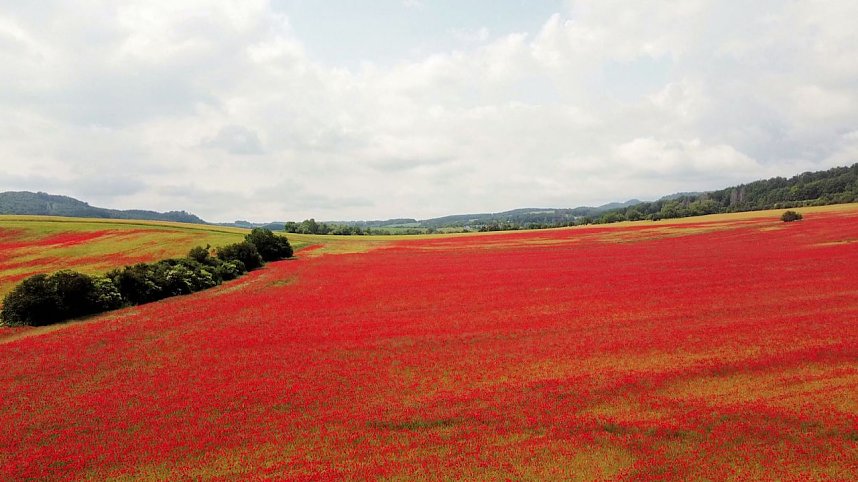 Peter Blei mitten im Mohn