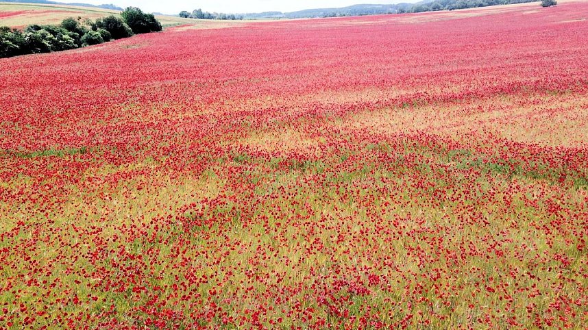 Peter Blei mitten im Mohn