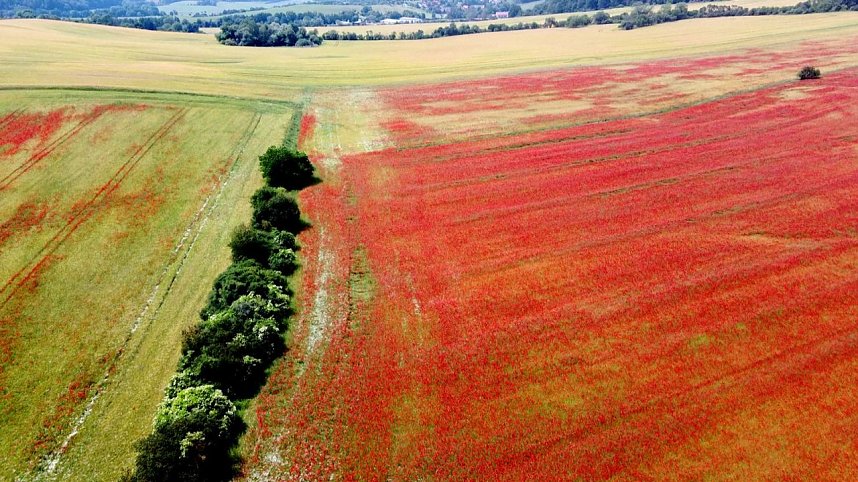 Peter Blei mitten im Mohn