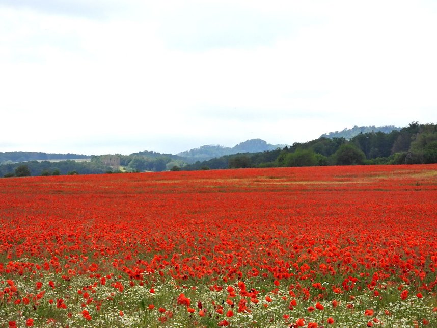 Peter Blei mitten im Mohn