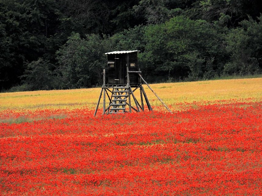 Peter Blei mitten im Mohn