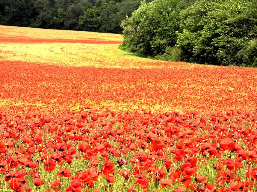 Peter Blei mitten im Mohn