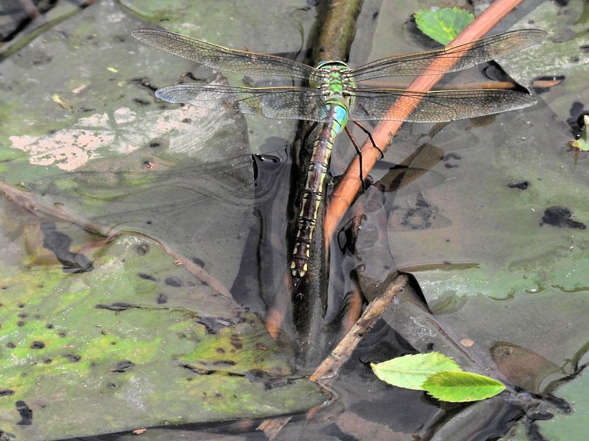 Peter Blei am Neust&auml;dter Rosenteich