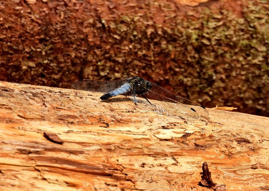 Peter Blei am Neust&auml;dter Rosenteich