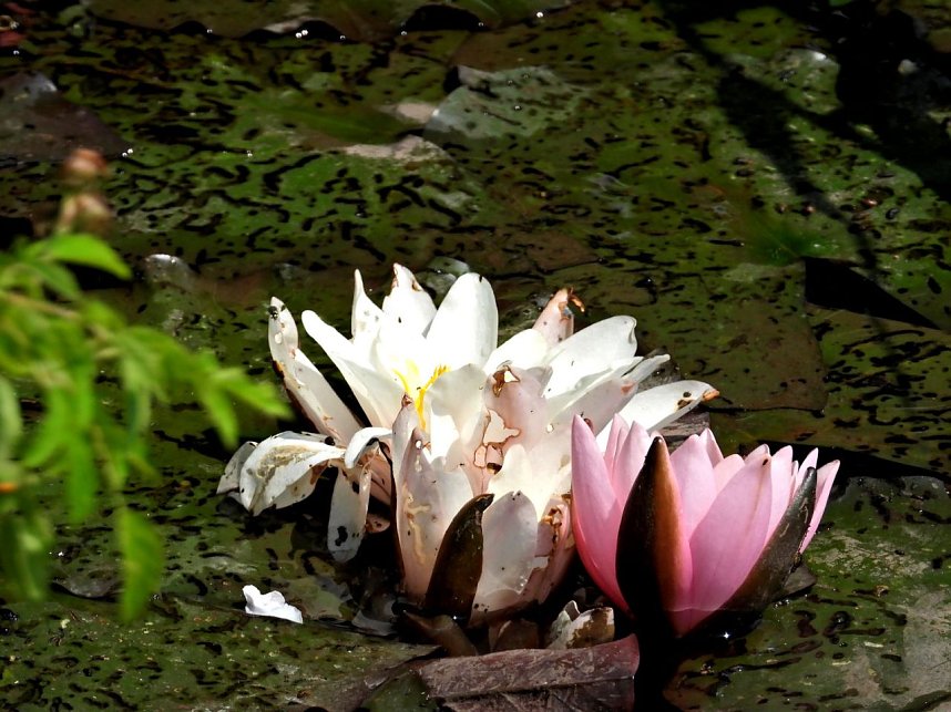 Peter Blei am Neust&auml;dter Rosenteich