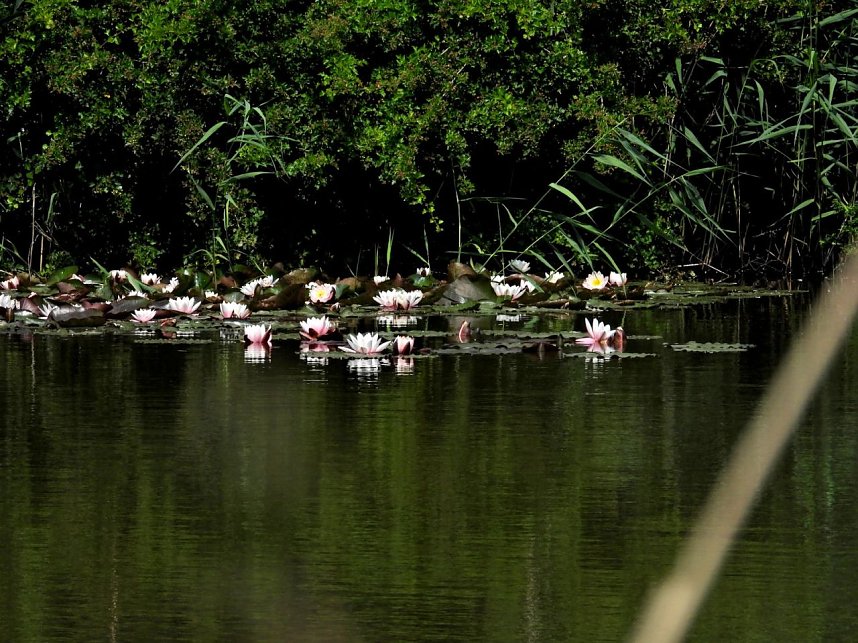 Peter Blei am Neust&auml;dter Rosenteich