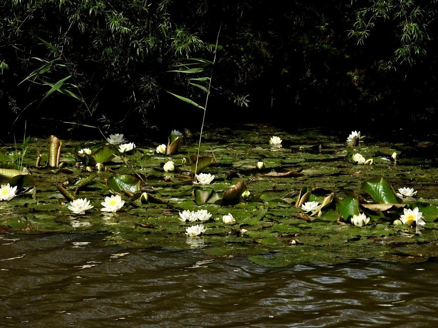 Peter Blei am Neust&auml;dter Rosenteich
