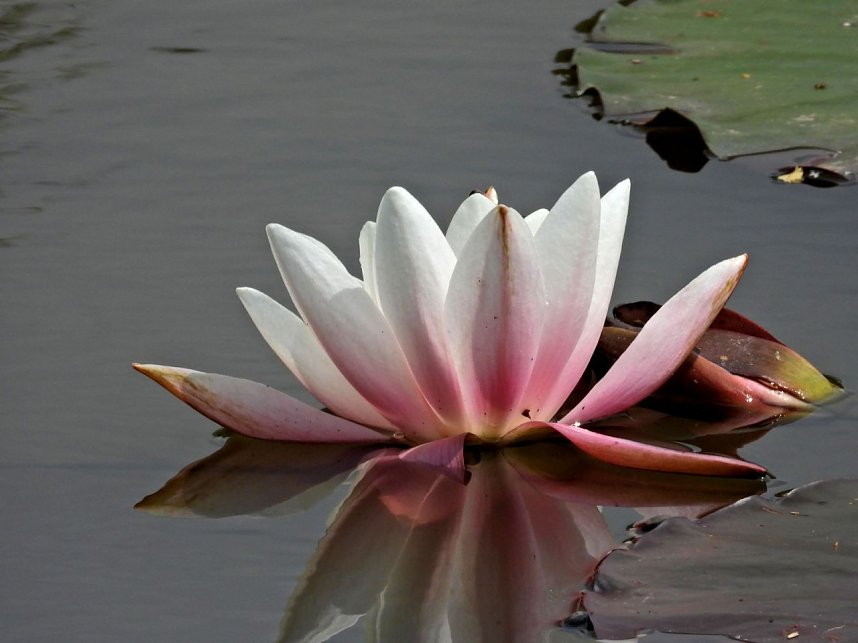 Peter Blei am Neust&auml;dter Rosenteich