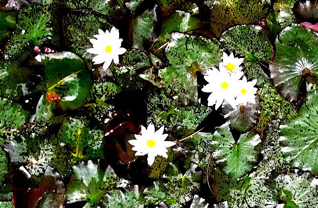 Peter Blei am Neust&auml;dter Rosenteich