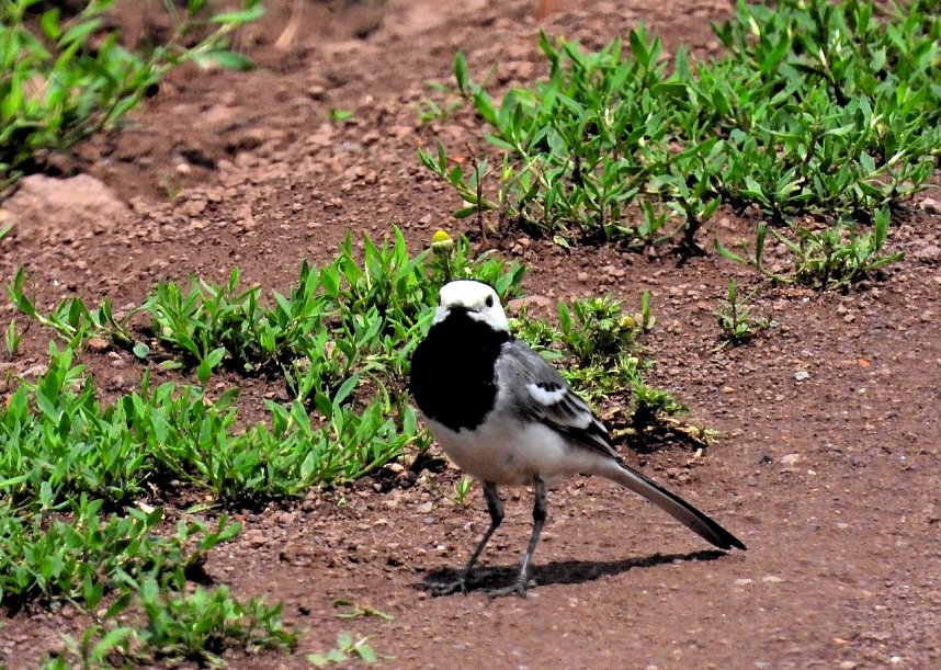 Peter Blei am Neust&auml;dter Rosenteich