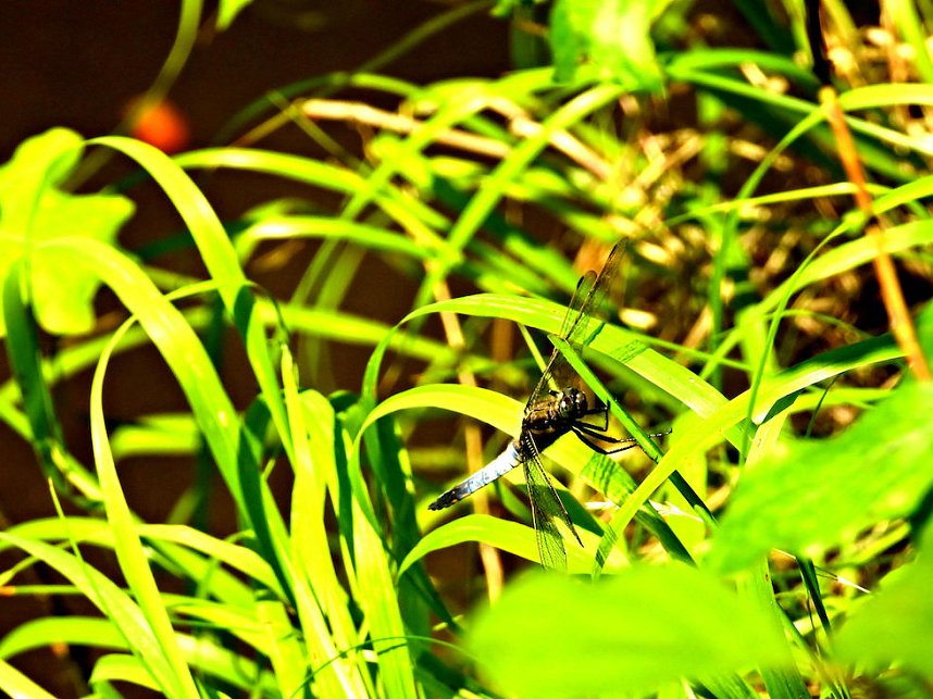 Tanzteich bei Niedersachswerfen