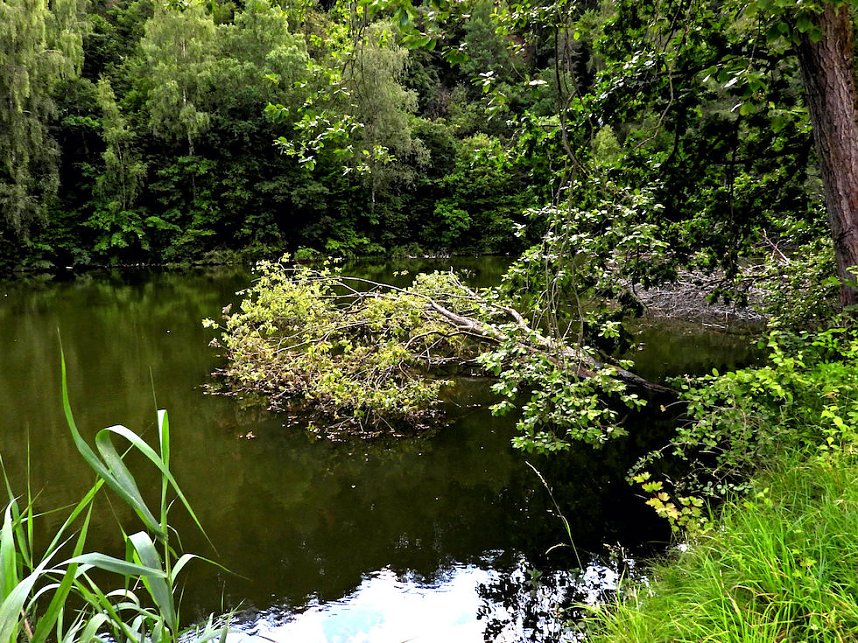 Tanzteich bei Niedersachswerfen