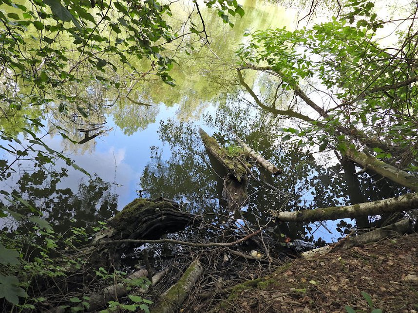 Tanzteich bei Niedersachswerfen