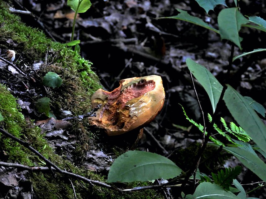 Tanzteich bei Niedersachswerfen