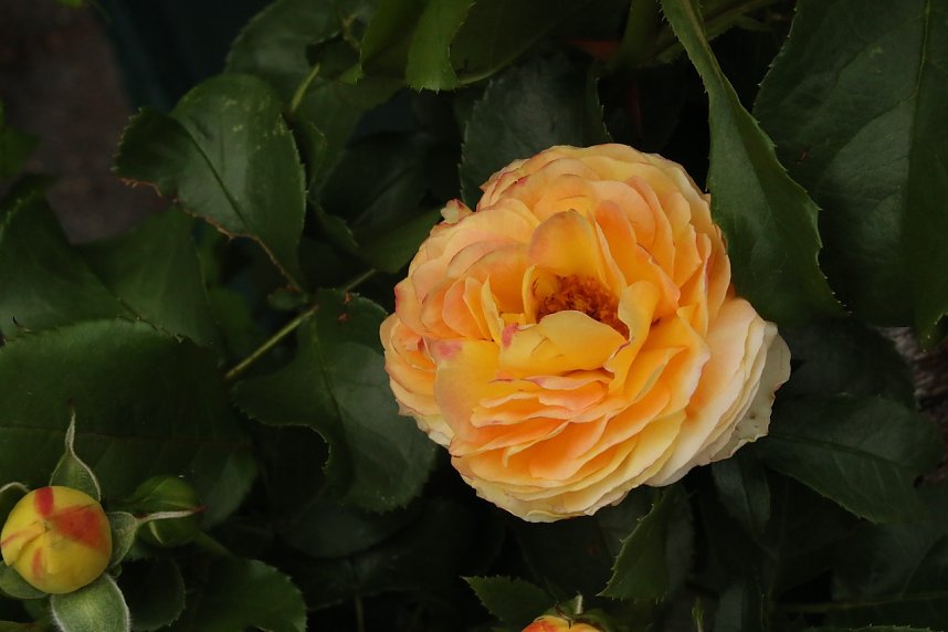 Erster Nordh&auml;user Rosenmarkt