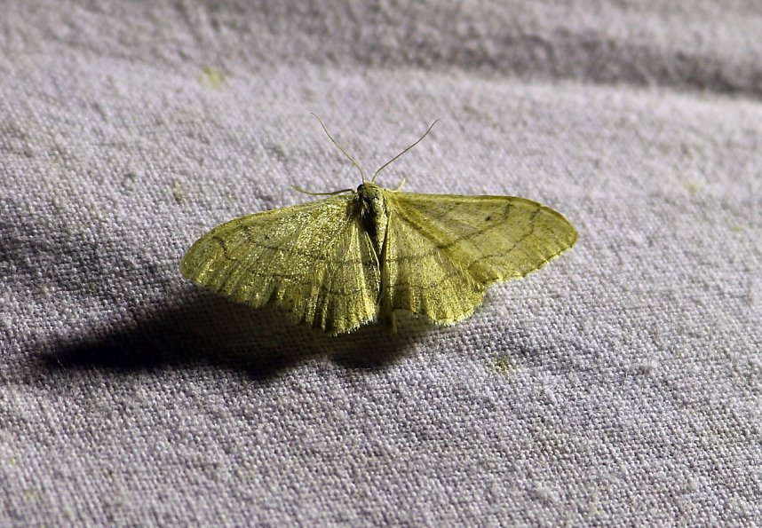 Erkundungen in der Welt der Nachtfalter