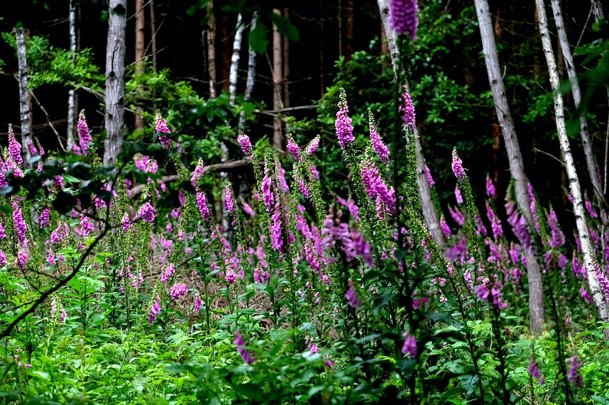 Abendspaziergang mit Kamera