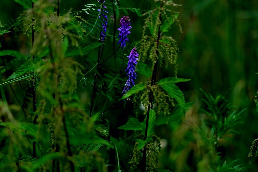 Abendspaziergang mit Kamera