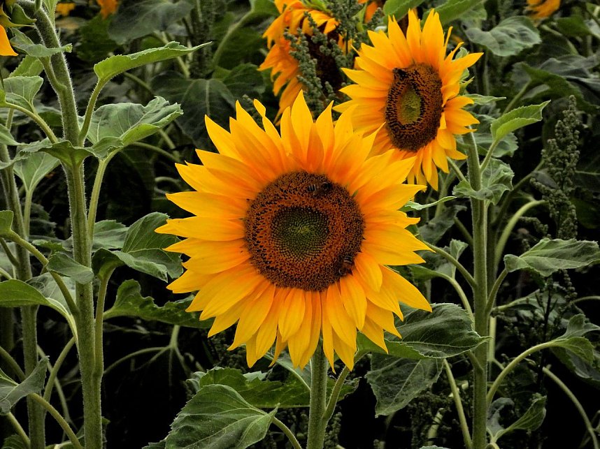 Peter Blei unterwegs im Sonnenblumenfeld