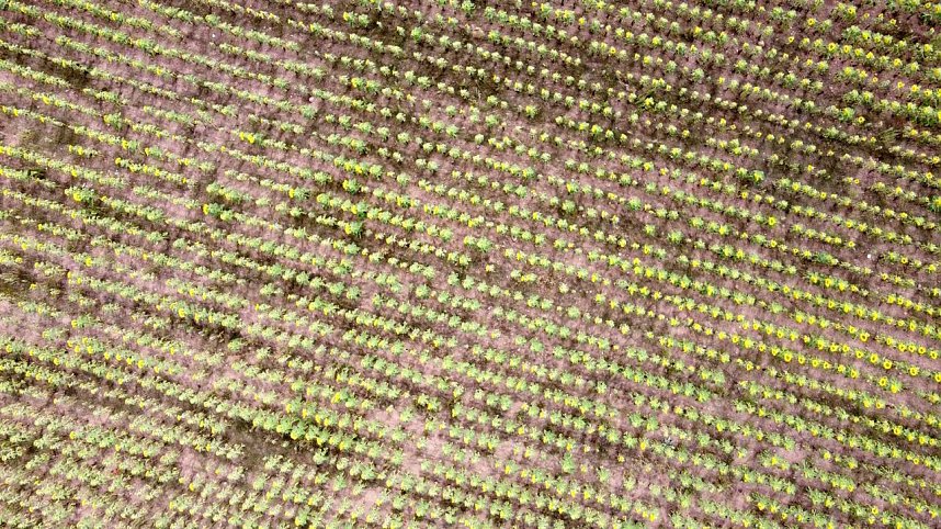 Peter Blei unterwegs im Sonnenblumenfeld