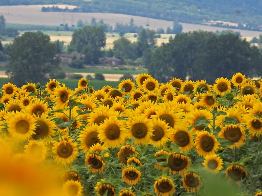 Peter Blei unterwegs im Sonnenblumenfeld