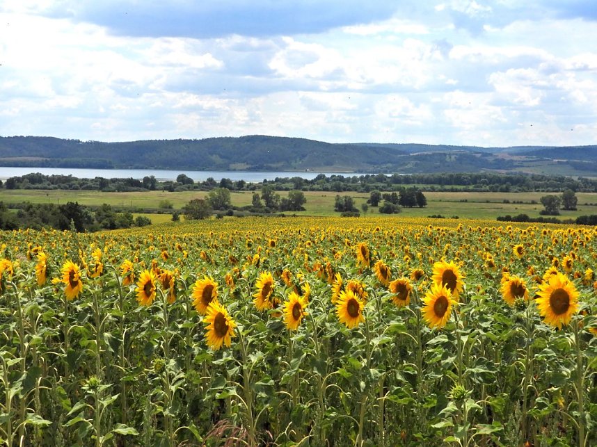 Peter Blei unterwegs im Sonnenblumenfeld