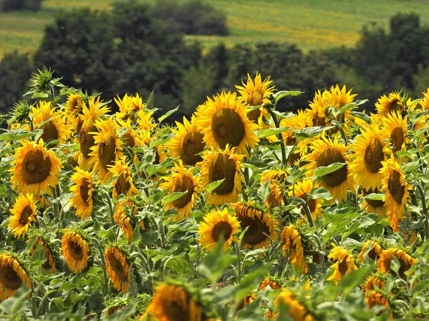 Peter Blei unterwegs im Sonnenblumenfeld